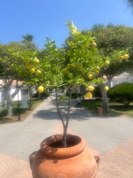 Gartenanlage VOI Le Muse Essentia