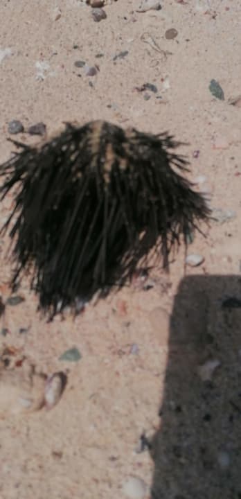 Strand Novotel Marsa Alam Beach Resort