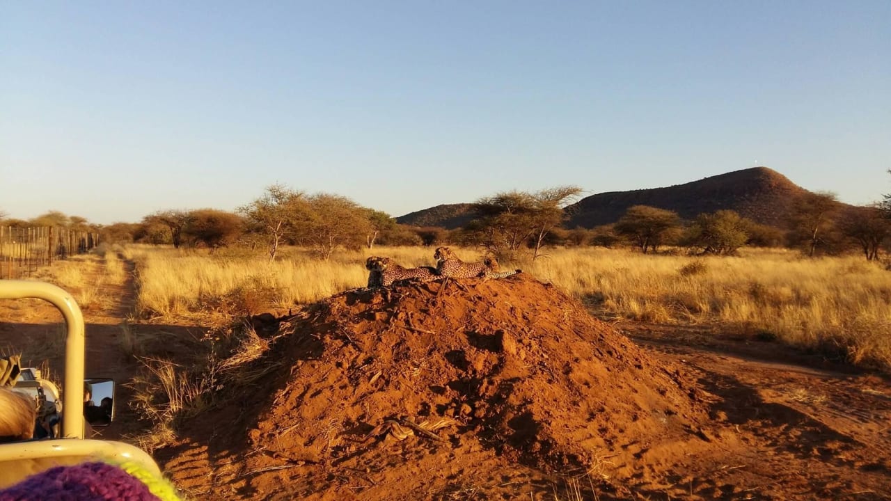 Africat zu den Gaparden mit Safarifahrzeug Hotel Okonjima The Villa