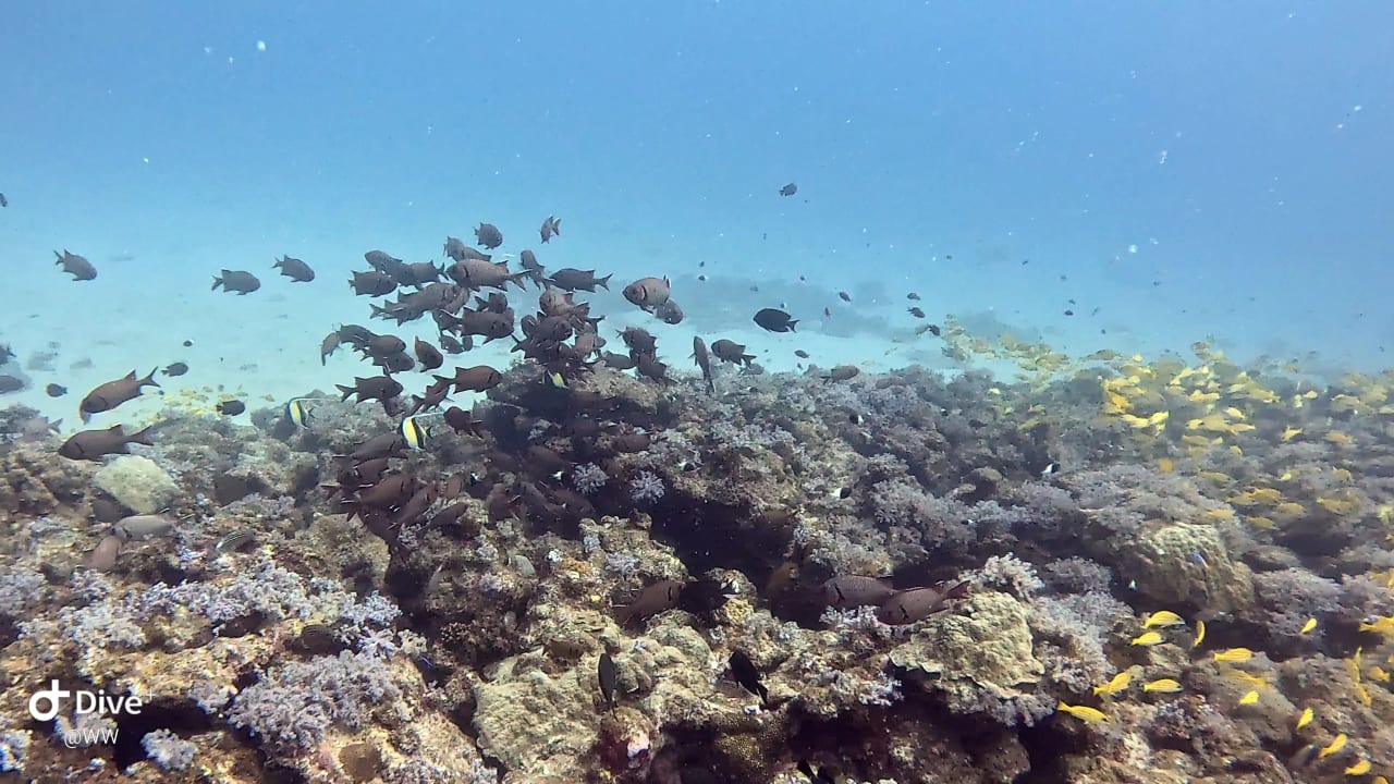 Sport & Freizeit Lagoon Attitude - Adults only