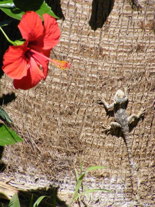 Geko am Pool Botanik Hotel & Resort