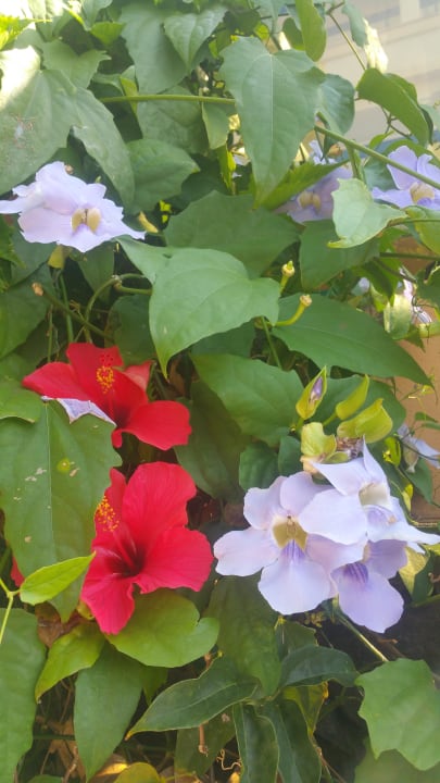 Blumen im Garten Sentido Galosol