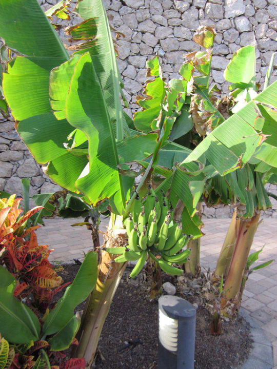 Bananenpflanze am Weg zur Lagune R2 Rio Calma Hotel & Spa & Conference