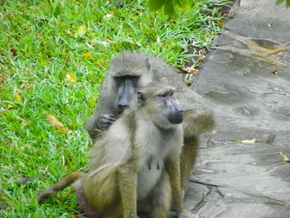 Ogród Hotel Papillon Lagoon Reef