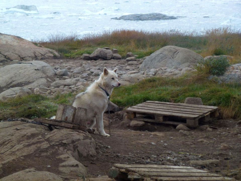 Ein Hund vor dem Hotel Hotel Arctic