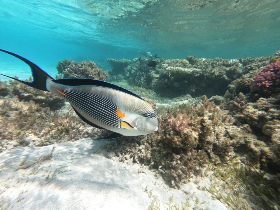 Sport & Freizeit Cleopatra Luxury Resort Makadi Bay