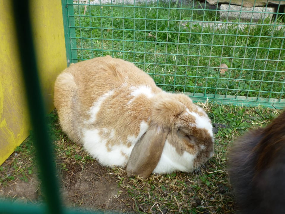 Einer der Kaninchen Ferienhof Neudeck