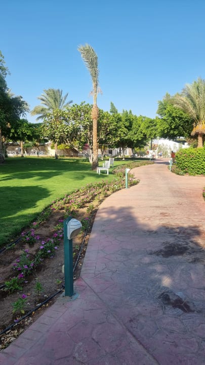 Gartenanlage Desert Rose