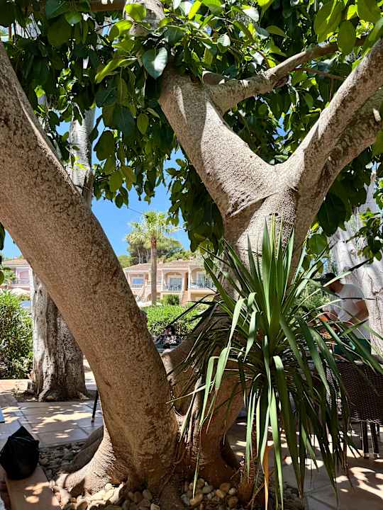 Gartenanlage R2 Lago Playa Park