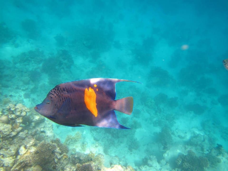 Hausriff Arabia Azur Resort