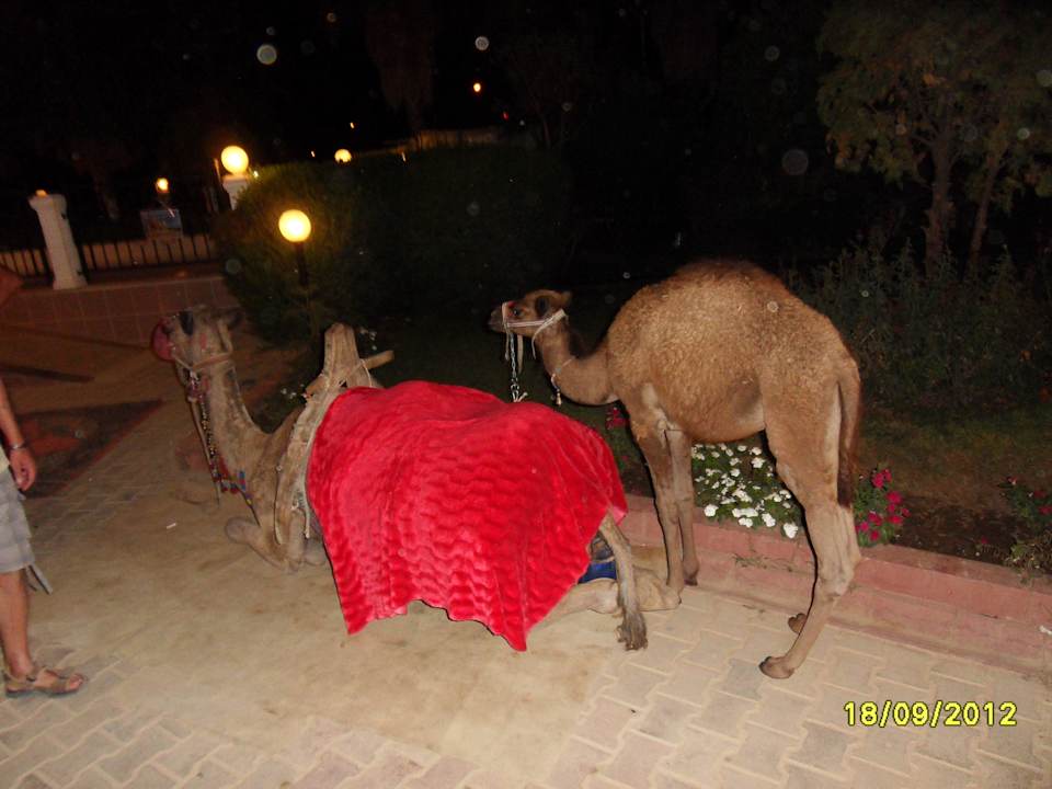 Türkischer Abend Side Royal Paradise Hotel