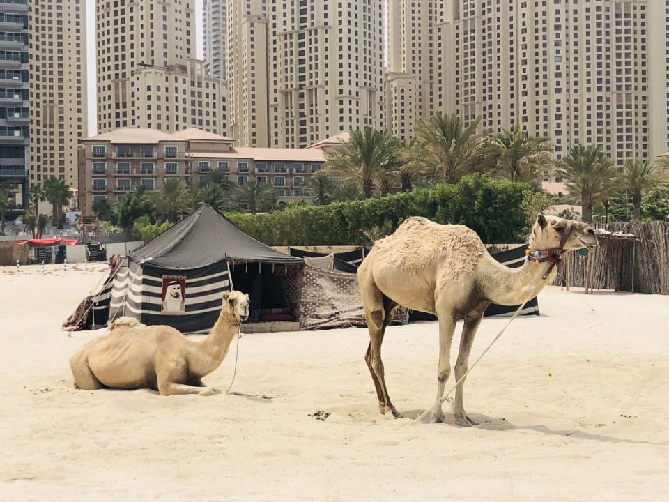 Strand Le Royal Méridien Beach Resort & Spa Dubai