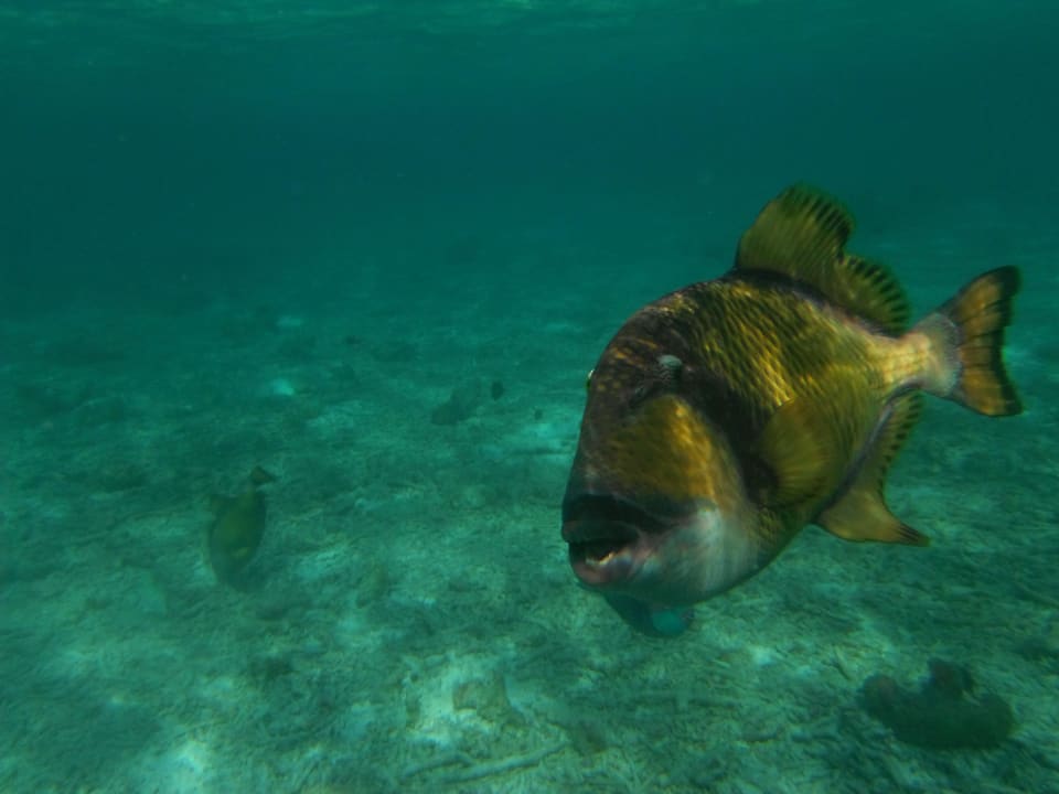 Unterwasserleben Adaaran Club Rannalhi - All Inclusive