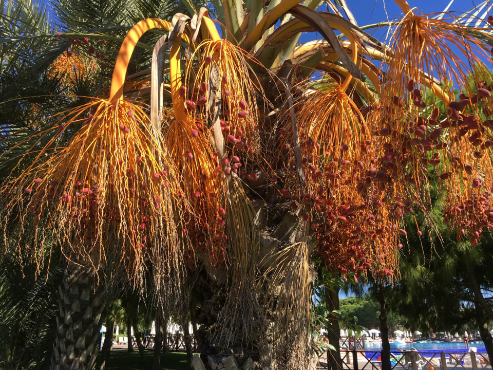 Gartenanlage Voyage Belek Golf & Spa