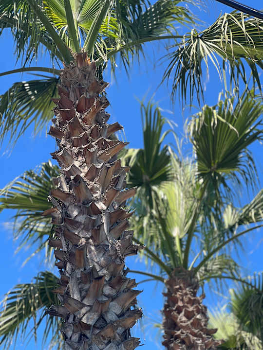 Gartenanlage Saturn Palace Resort Hotel