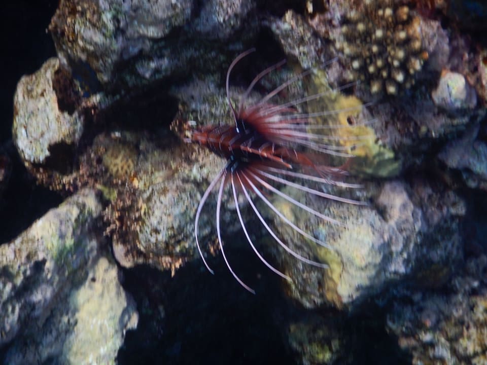 Gartenanlage Malikia Resort Abu Dabbab