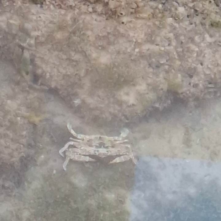 Strand The Cove Rotana Resort