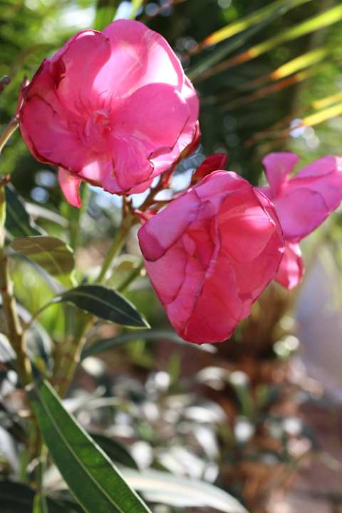 Hotel Riu Touareg Hotel Riu Touareg