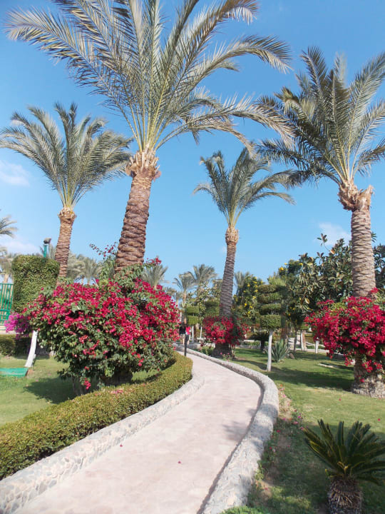 Пальмы на территории отеля Riviera Aqua Park Resort