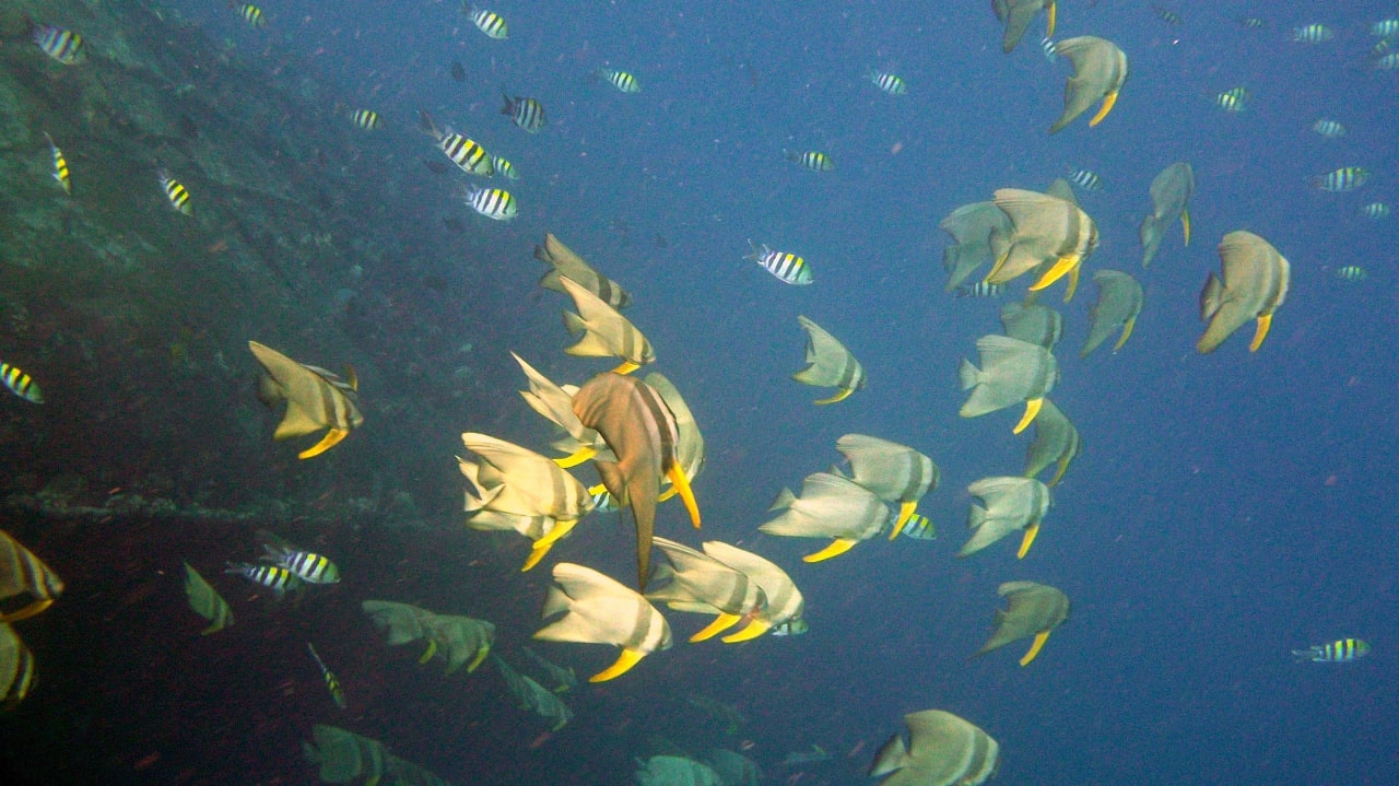 Schöne Fische Kuredu Island Resort & Spa