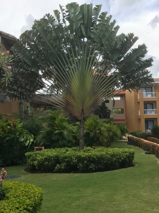 Gartenanlage Hotel Viva Dominicus Palace by Wyndham-All Inclusive Resort