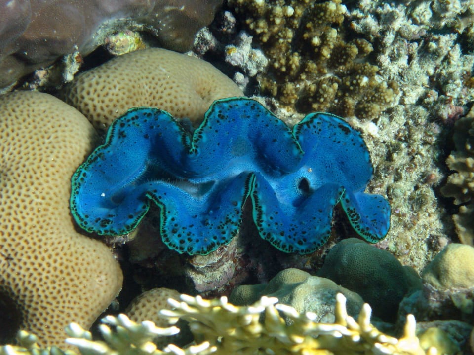 Schnorcheln im Grand Makadi Grand Makadi