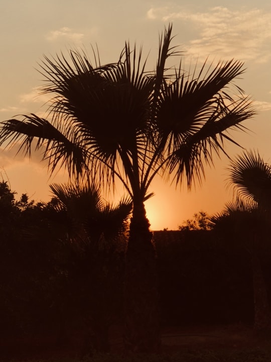 Ausblick Alexander Beach Hotel & Village Resort