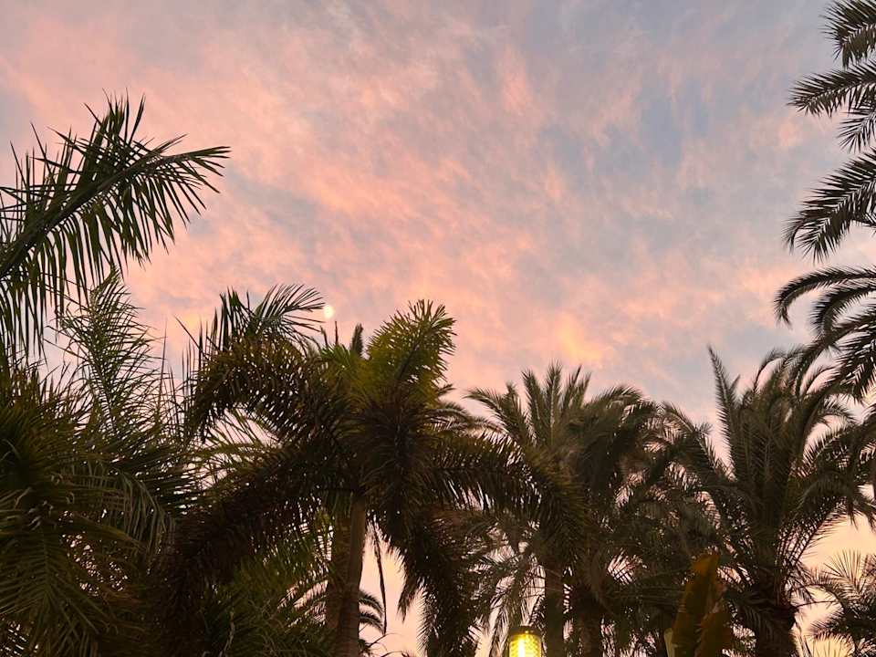 Sonstiges Hotel Riu Palace Palmeras