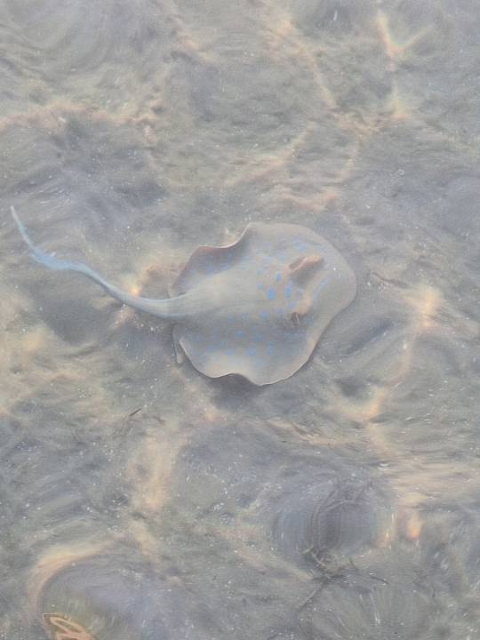 Strand Cleopatra Luxury Resort Makadi Bay