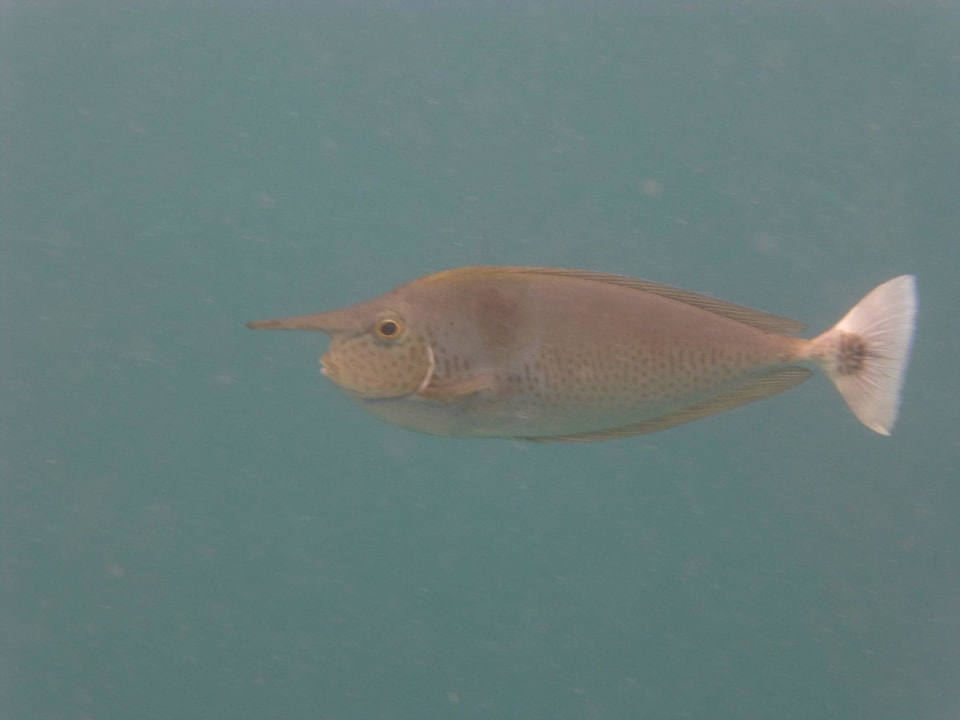 Hausriff Vilamendhoo Island Resort & Spa