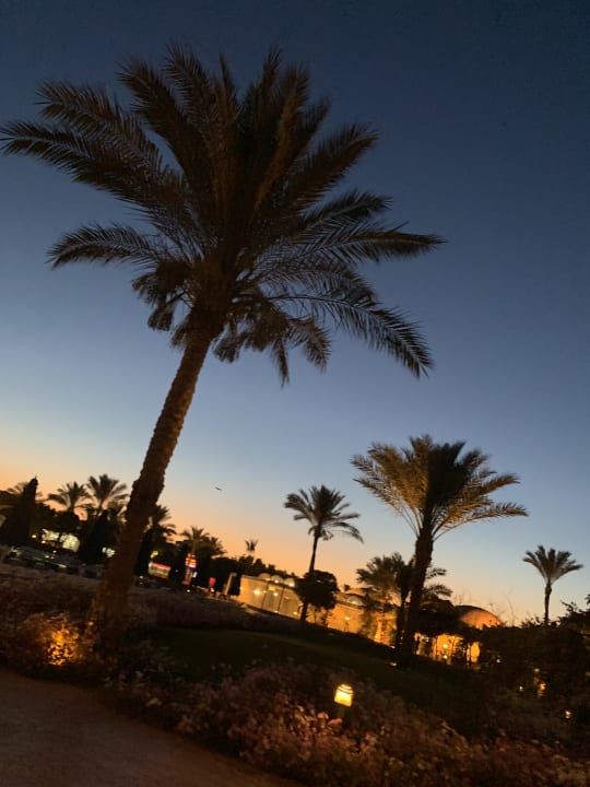 Gartenanlage Desert Rose