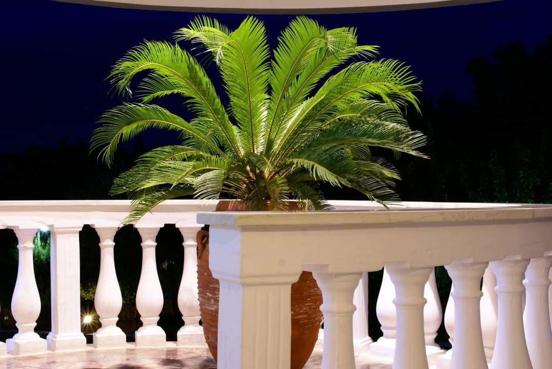 Minipalme zur Begrüßung Hotel Eliana