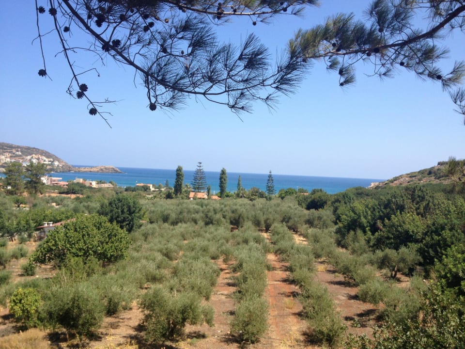 Olivenbäume Hotel Xidas Garden