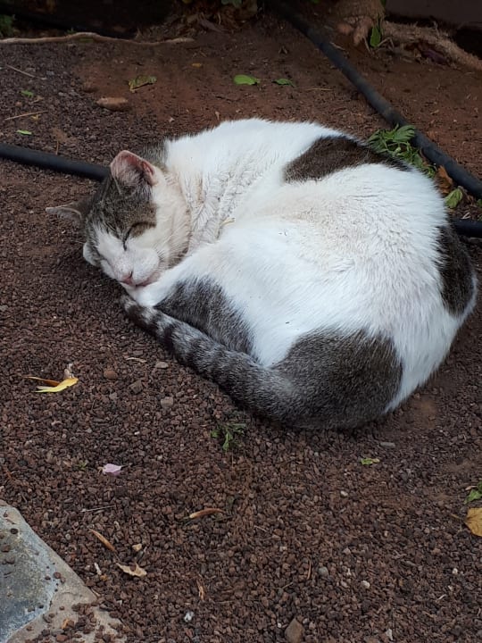 Sonstiges Club Hotel Drago Park