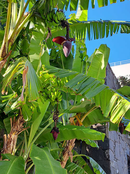 Gartenanlage Bull Costa Canaria & Spa - Adults only