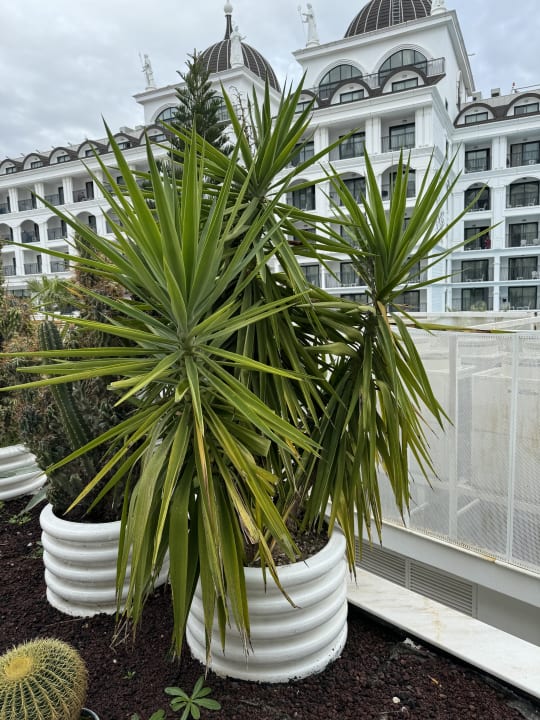 Außenansicht Side Royal Palace Hotel & Spa