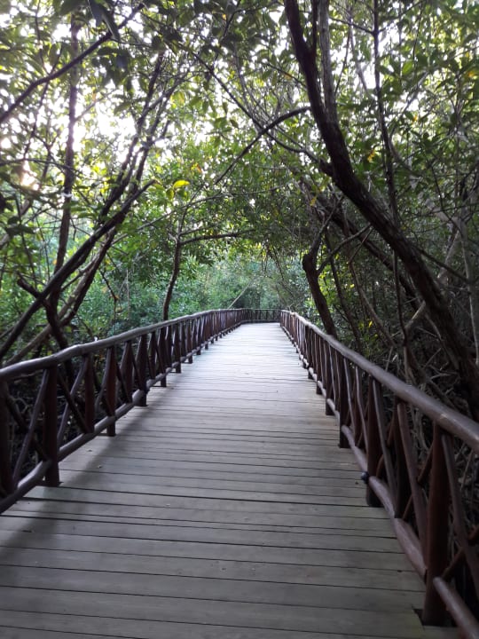 Gartenanlage Catalonia Royal Tulum Beach & Spa Resort - Adults only