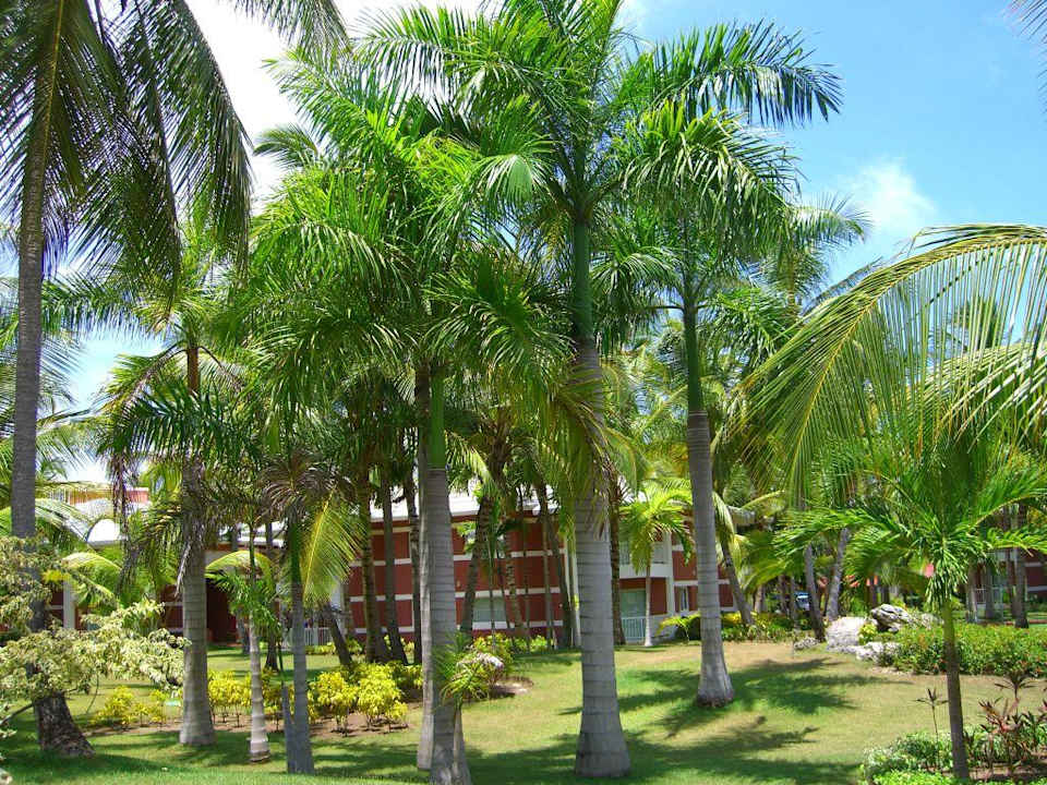 Nochmal im Garten Grand Palladium Select Bávaro Resort & Spa