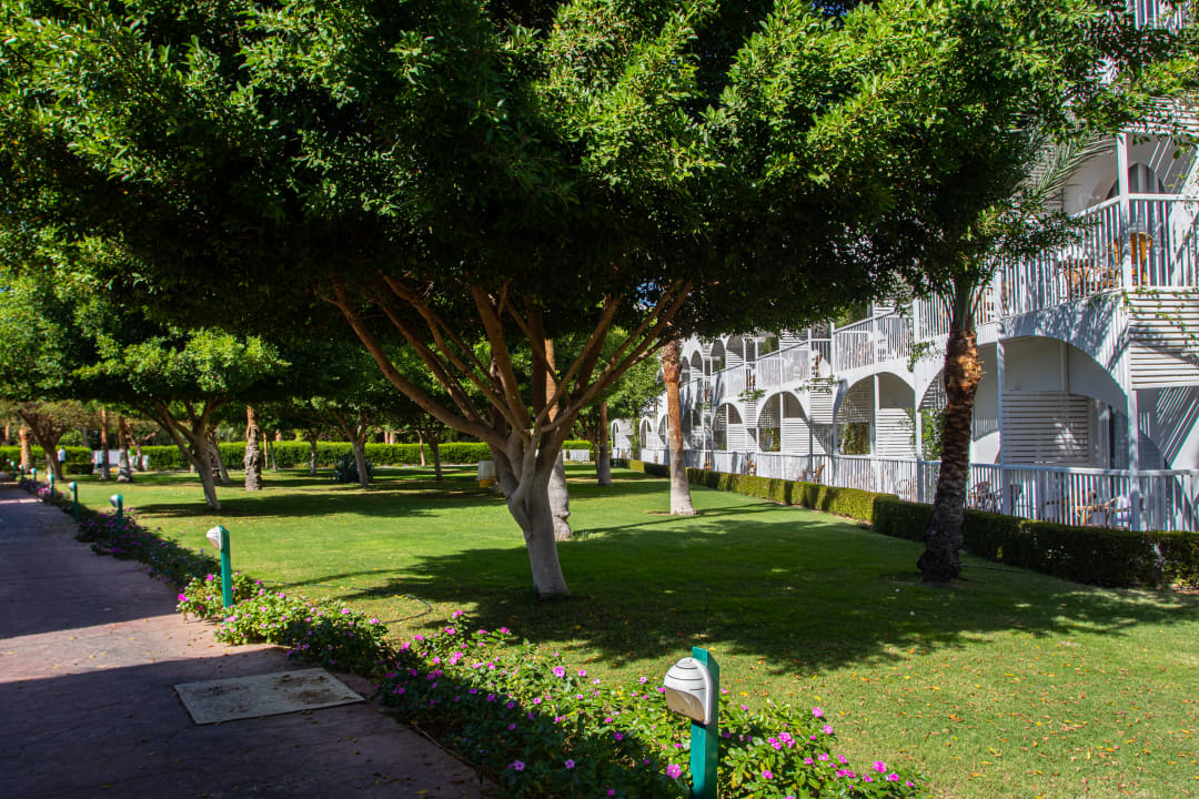 Gartenanlage Desert Rose