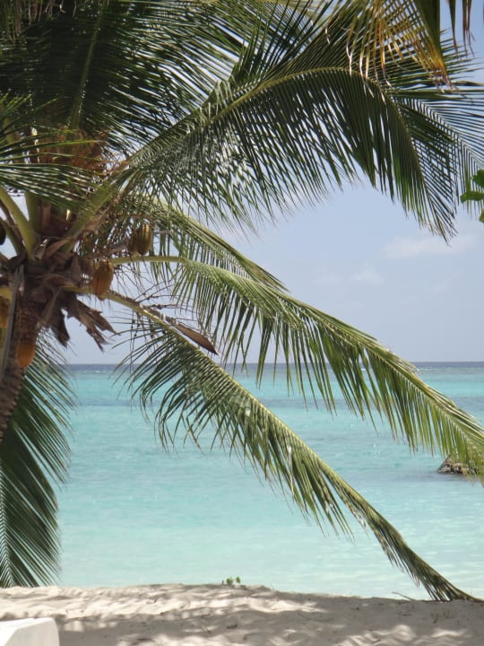 Palme vor Bungalow 212 Summer Island Maldives