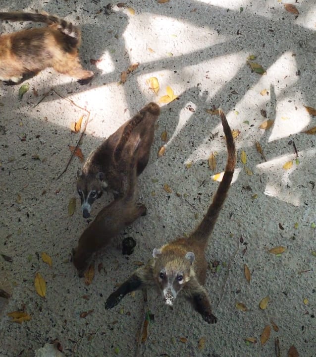 Strand Iberostar Selection Paraiso Maya Suites