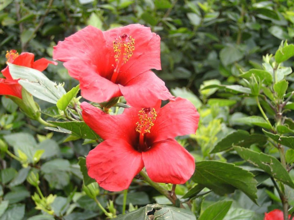 Blüte Sunrise Resort Hotel