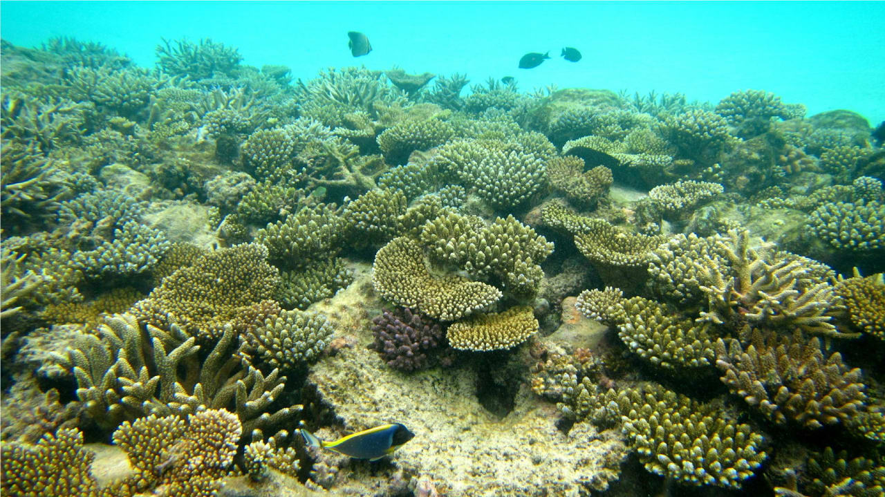 Korallen Angaga Island Resort