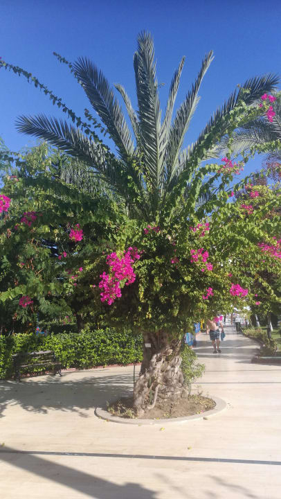 Gartenanlage Saphir Resort & Spa