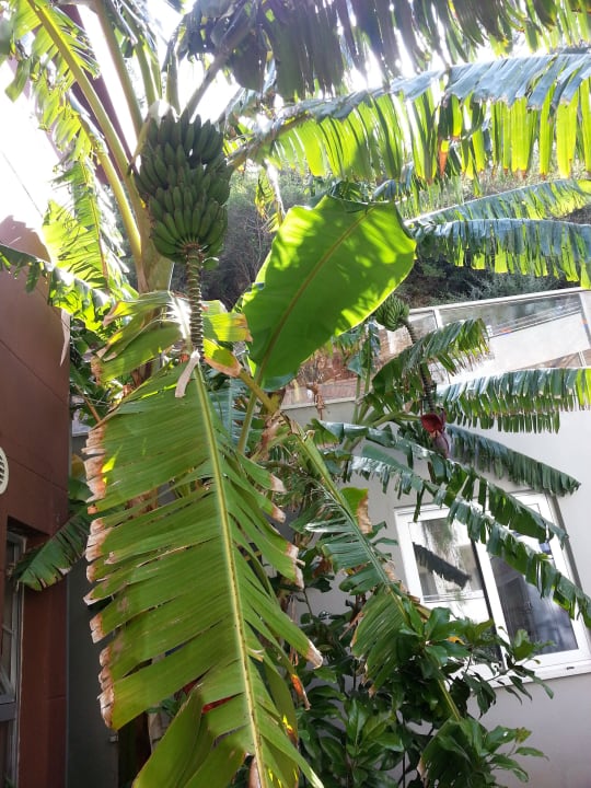 Bananen  Turunc Resort Hotel
