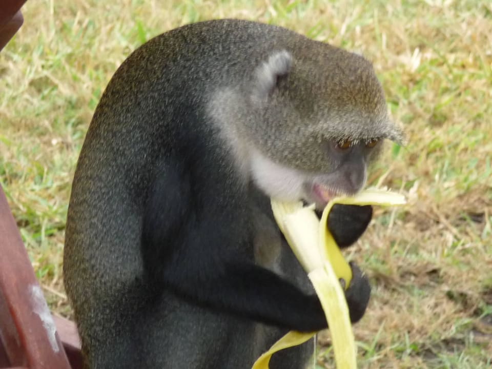 Der hat mir meine Banane aus der Tasche geklaut  Neptune Paradise Beach Resort & Spa