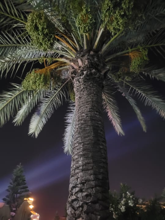 Gartenanlage Seaden Corolla Hotel