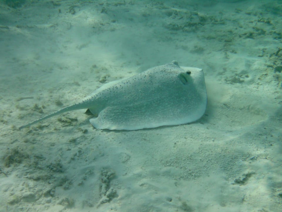 Rochen Biyadhoo Island Resort