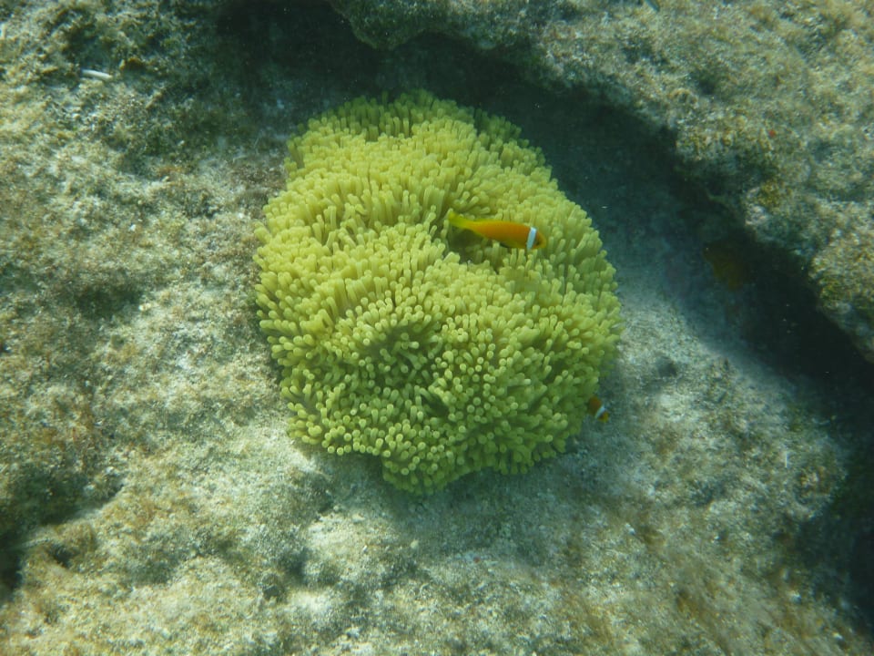 Er sucht Dorie Summer Island Maldives