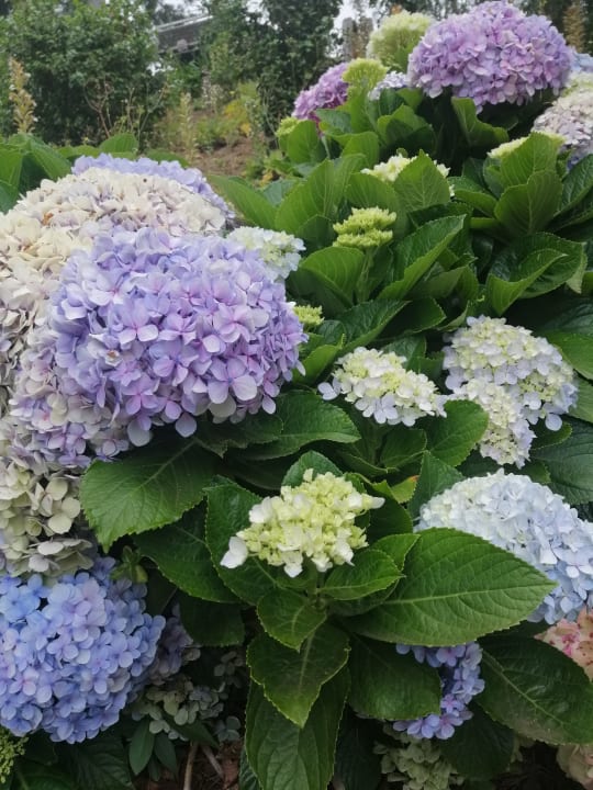 Sonstiges Pestana Grand Ocean Resort